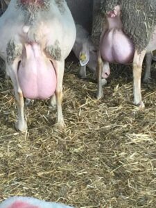 WhatsApp Image 2022-10-11 at 08.37.24 (3)