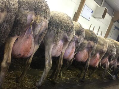 WhatsApp Image 2022-10-13 at 03.55.08 (1)